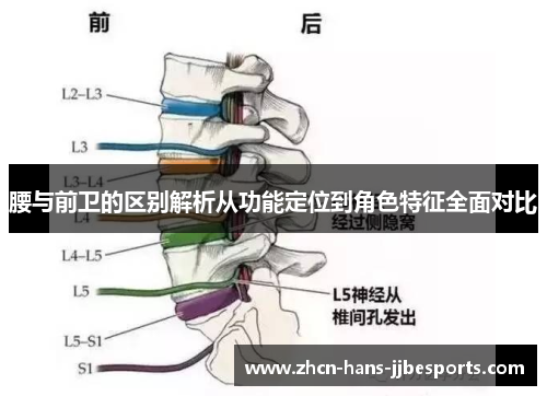 腰与前卫的区别解析从功能定位到角色特征全面对比